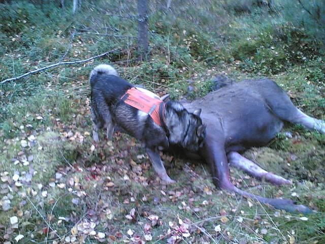 Vekku_ja_yksinainen_vasa.jpg - Vekku kesytti yksinäisen vasan