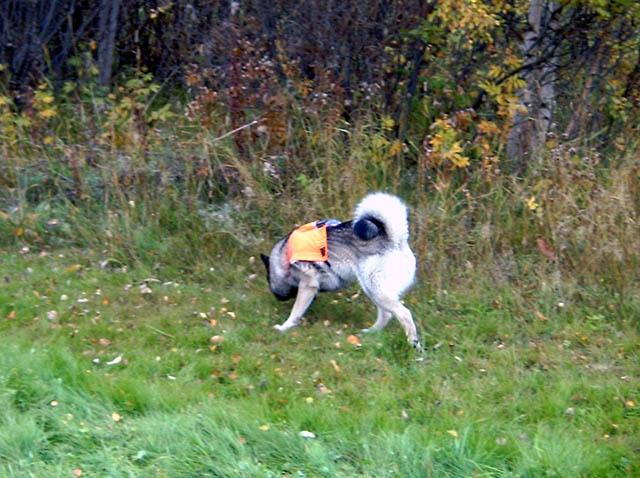 mielenkiintoisiajalkia.jpg - Mukamas kiinnostavia hajuja.