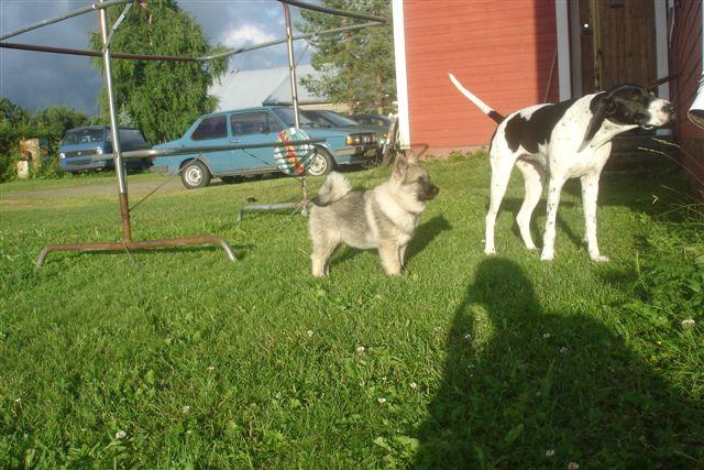 12vkoJenna-1.jpg - Jenna uudessa kodissaan 12 viikkoisena