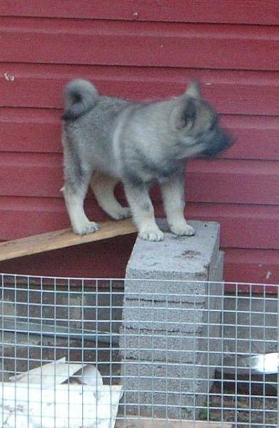 10vkoNaTum_1.jpg - Jorina ei pelännyt korkeita paikkoja pentunakaan.