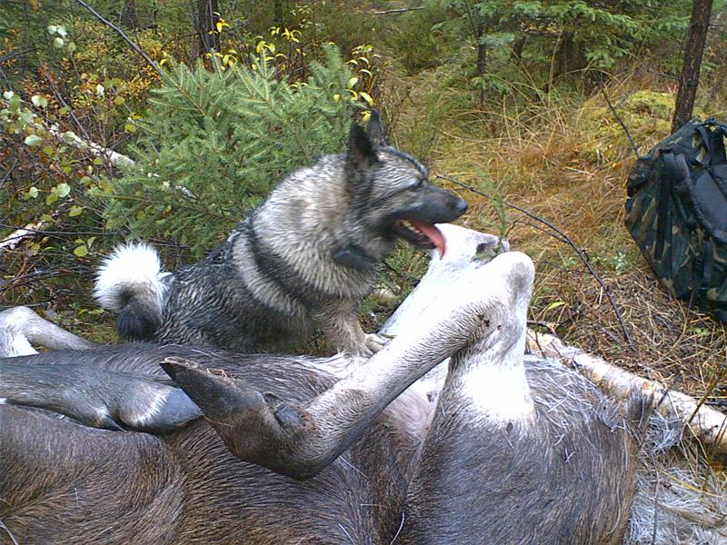 Kuva737.jpg - Hirven kaadolla... Käytiin talkoojahdissa