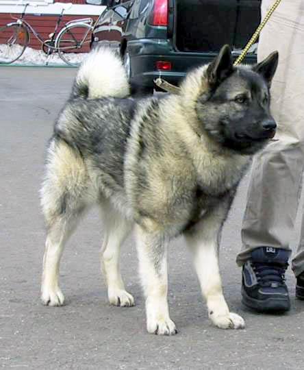 Heppu_edesta.jpg