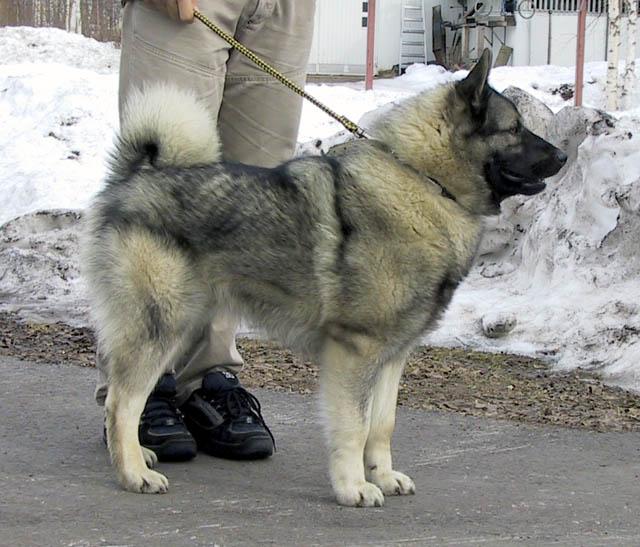 Heppu_oikea.jpg