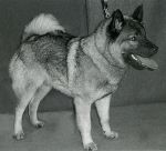 Ketarassuon Pomo